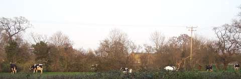 Cows in Field